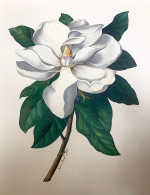 Magnolia - Lady Marmalade - Kats Mural Art